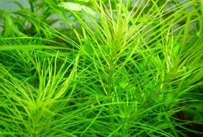 Pogostemon stellatus sp."Octopus" (Погостемон стеллатус "Октопус") - меристемное растение для аквариума 882.881.1.11