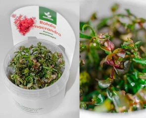 {{photo.Alt || photo.Description || 'Rotala macrandra (Ротала макрандра (крупнотычинковая)) - меристемное растение для аквариума'}}
