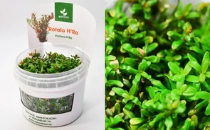 {{photo.Alt || photo.Description || 'Rotala rotundifolia "H'Ra" (Ротала круглолистная "H’Ra") - меристемное растение для аквариума'}}