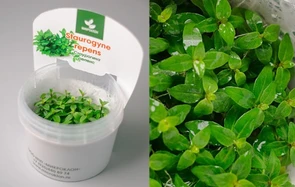 {{photo.Alt || photo.Description || 'Staurogyne repens (Стаурогина Репенс) - меристемное растение для аквариума'}}