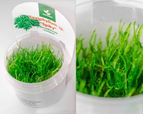 {{photo.Alt || photo.Description || 'Taxiphyllum sp. "Spiky " (Таксифиллум "Спайки" (Колючий мох)) - меристемное растение для аквариума'}}