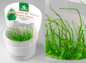 {{photo.Alt || photo.Description || 'Taxiphyllum sp. "Flame", (Flame moss) (Таксифиллум "Флейм" (Мох Пламя)) - меристемное растение для аквариума'}}