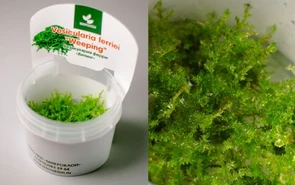 {{photo.Alt || photo.Description || 'Vesicularia ferriei "Weeping Moss" (Везикулярия ферри "Випинг" (Плакучий мох)) - меристемное растение для аквариума'}}