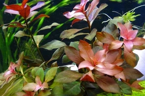 Ludwigia repens "Rubin" (Людвигия репенс "Рубин")- меристемное растение для аквариума 821.201.1.11
