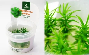 {{photo.Alt || photo.Description || 'Pogostemon Erectus (Погостемон Эректус) - меристемное растение для аквариума'}}