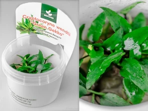 {{photo.Alt || photo.Description || 'Cryptocoryne wendtii var. "Green Gecko" (Криптокорина Вендта "Грин Гекко") - меристемное растение для аквариума'}}