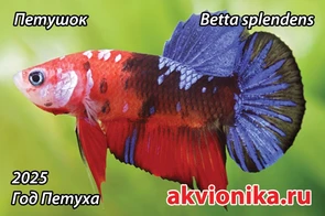 {{photo.Alt || photo.Description || 'Магнитик "Петушок 2025 - год Петуха" (по календарю Аквионики :) )'}}