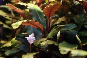 Bucephalandra sp. "Copper Leaf Melaw" (Буцефаландра "Купер Лиф Мелави") - меристемное растение для аквариума 821.951.1.30