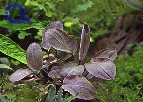 Lagenandra meeboldii red (Лагенандра меебольда красная) - меристемное растение для аквариума 821.501.1.11