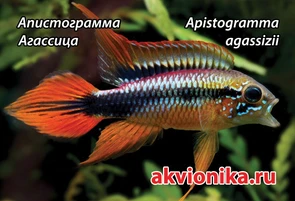 {{photo.Alt || photo.Description || 'Магнитик "Akvionika" Осень 2025'}}