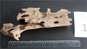 {{photo.Alt || photo.Description || 'Коряга-эксклюзив Дракон M №1 - на фото актуальная коряга, существует в единственном экземпляре'}}