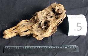 {{photo.Alt || photo.Description || 'Коряга-эксклюзив Дракон M №5 - на фото актуальная коряга, существует в единственном экземпляре'}}