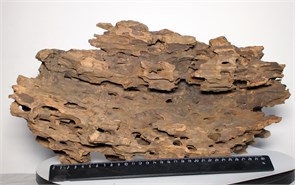 {{photo.Alt || photo.Description || 'PRIME - декорация природная коряга Дракон L №1  46x13x25 см - коряга существует в единственном экземпляре, фото коряги реальное'}}