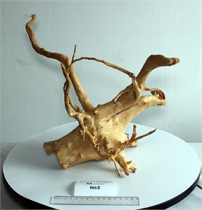 {{photo.Alt || photo.Description || 'Коряга-эксклюзив Сакура (42x33x18 см) M №2 - на фото актуальная коряга, существует в единственном экземпляре'}}