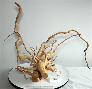 {{photo.Alt || photo.Description || 'Коряга-эксклюзив Сакура (60x40x28 см) M №6 - на фото актуальная коряга, существует в единственном экземпляре'}}