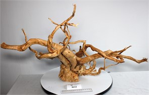 {{photo.Alt || photo.Description || 'Коряга-эксклюзив Сакура (66x45x47 см) M+ №13 - на фото актуальная коряга, существует в единственном экземпляре'}}