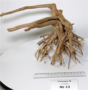 {{photo.Alt || photo.Description || 'Коряга-эксклюзив Сакура (27x26x18 см) S+ №13 - на фото актуальная коряга, существует в единственном экземпляре'}}