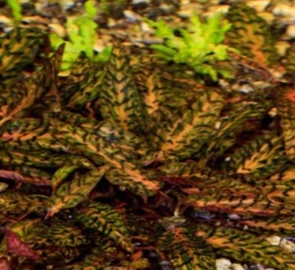 Cryptocoryne nurii (Криптокорина нури) - меристемное растение для аквариума 821.981.3.17