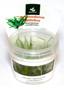 {{photo.Alt || photo.Description || 'Echinodorus latifolius (Эхинодорус латифолиус) - меристемное растение для аквариума'}}
