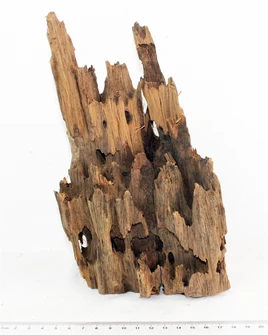 Коряга-эксклюзив Дракон S №13 PR-080188-13