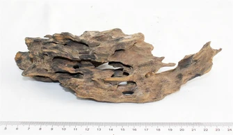 Коряга-эксклюзив Дракон S №22 PR-080188-22