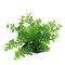 ArtUniq Caryota green 10-12 - Искусственное растение Кариота зеленая, 10-12 см - фото 18494