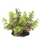 ArtUniq Caryota red-green 10-12 - Искусственное растение Кариота красно-зеленая, 10-12 см - фото 18495