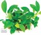 Dennerle Анубиас карликовый `Бонсай` - живое растение - фото 18900