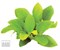 Dennerle Анубиас карликовый `Золотистый` - живое растение - фото 18902