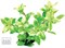 Dennerle Гигрофила многосемянная `Вечерняя заря` - растение для аквариума - фото 18923