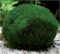 Dennerle Кладофора шаровидная - растение для аквариума d364