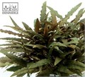 Dennerle Криптокорина Вендта `Компакт` - растение для аквариума d437