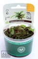 Dennerle Криптокорина пурпурная In-Vitro - растение для аквариума d30019