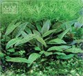 Dennerle Криптокорина пурпурная In-Vitro - растение для аквариума d30019 - фото 18953
