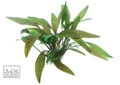 Dennerle Криптокорина сердцевидная In-Vitro - растение для аквариума d30018