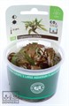 Dennerle Криптокорина сердцевидная In-Vitro - растение для аквариума d30018