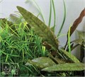 Dennerle Криптокорина сердцевидная In-Vitro - растение для аквариума d30018