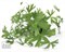 Dennerle Лютик водный  - растение для аквариума - фото 18974