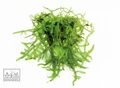 Dennerle Мох Везикулария Плакучая In-Vitro - растение для аквариума d30066