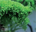 Dennerle Мох Везикулария Плакучая In-Vitro - растение для аквариума d30066 - фото 18979 Dennerle Мох Везикулария Плакучая In-Vitro - растение для аквариума d30066 - фото 18979