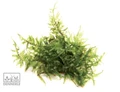 Dennerle Мох Везикулария Рождественская In-Vitro - растение для аквариума d30065