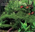 Dennerle Мох Таксифиллум Барбери - растение для аквариума d30192 - фото 18987 Dennerle Мох Таксифиллум Барбери - растение для аквариума d30192 - фото 18987