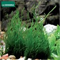 Dennerle Мох Таксифиллум Пламенный - растение для аквариума 30195