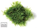 Dennerle Мох треугольный - растение для аквариума d30023