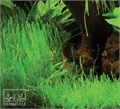 Dennerle Мох треугольный - растение для аквариума d30023