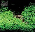 Dennerle Пузырчатка траволистная In-Vitro - растение для аквариума d360 - фото 19007 Dennerle Пузырчатка траволистная In-Vitro - растение для аквариума d360 - фото 19007
