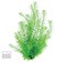 Dennerle Ротала зеленая - растение для аквариума - фото 19009