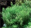 Dennerle Ротала зеленая - растение для аквариума d121