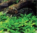 Dennerle Стаурогин ползучий - растение для аквариума d982 - фото 19024