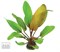 Dennerle Эхинодорус `Просто красный` - растение для аквариума - фото 19041